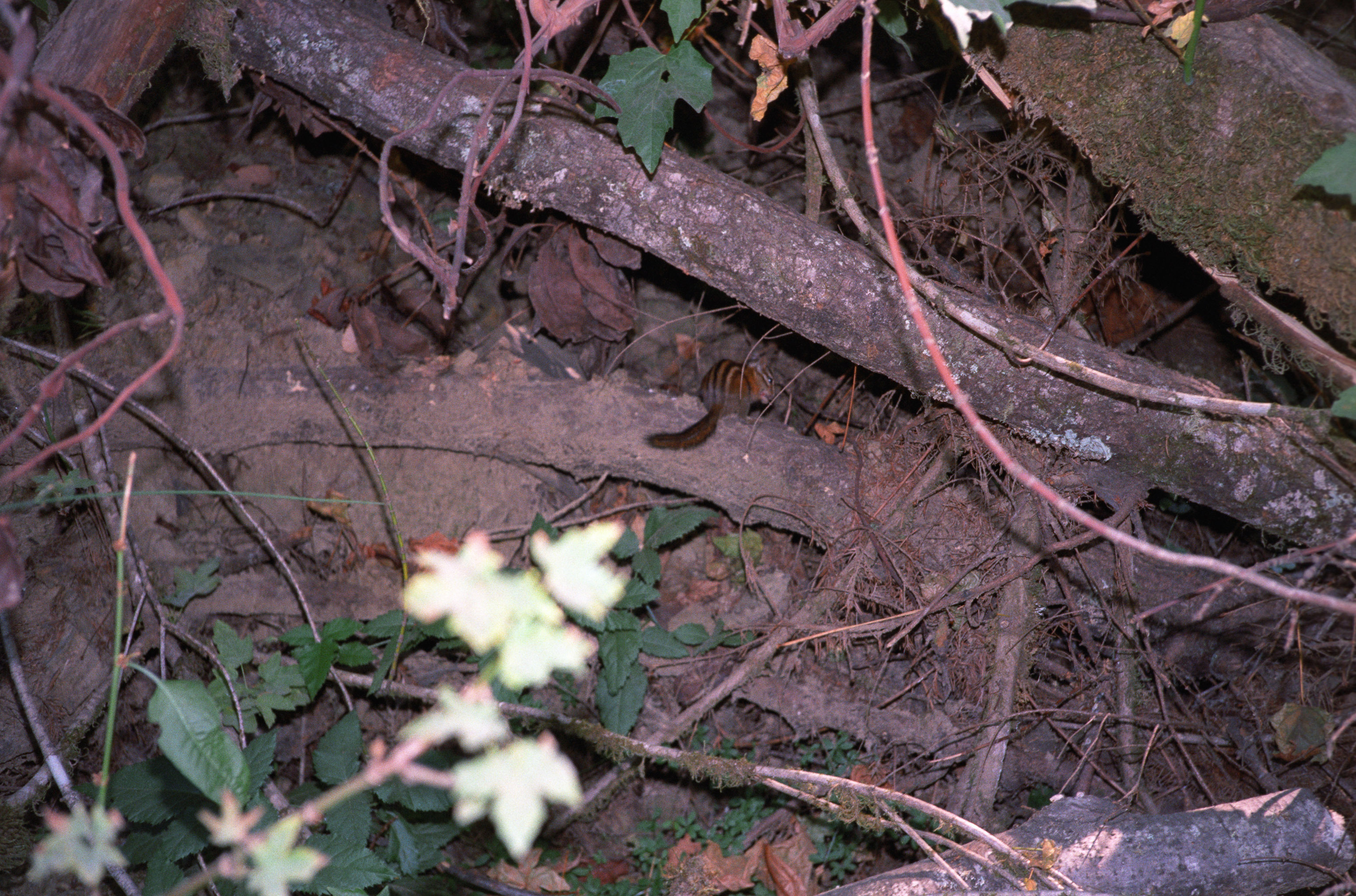 19950815-wildlife003.jpg