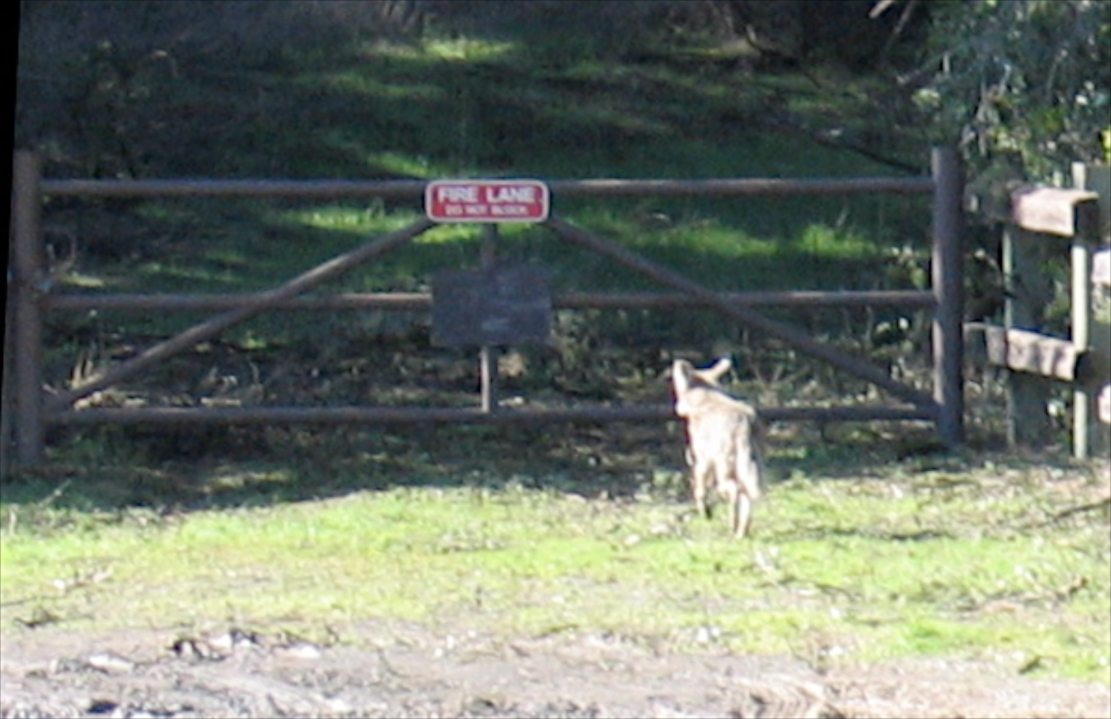 20060122-wildlife033.jpg