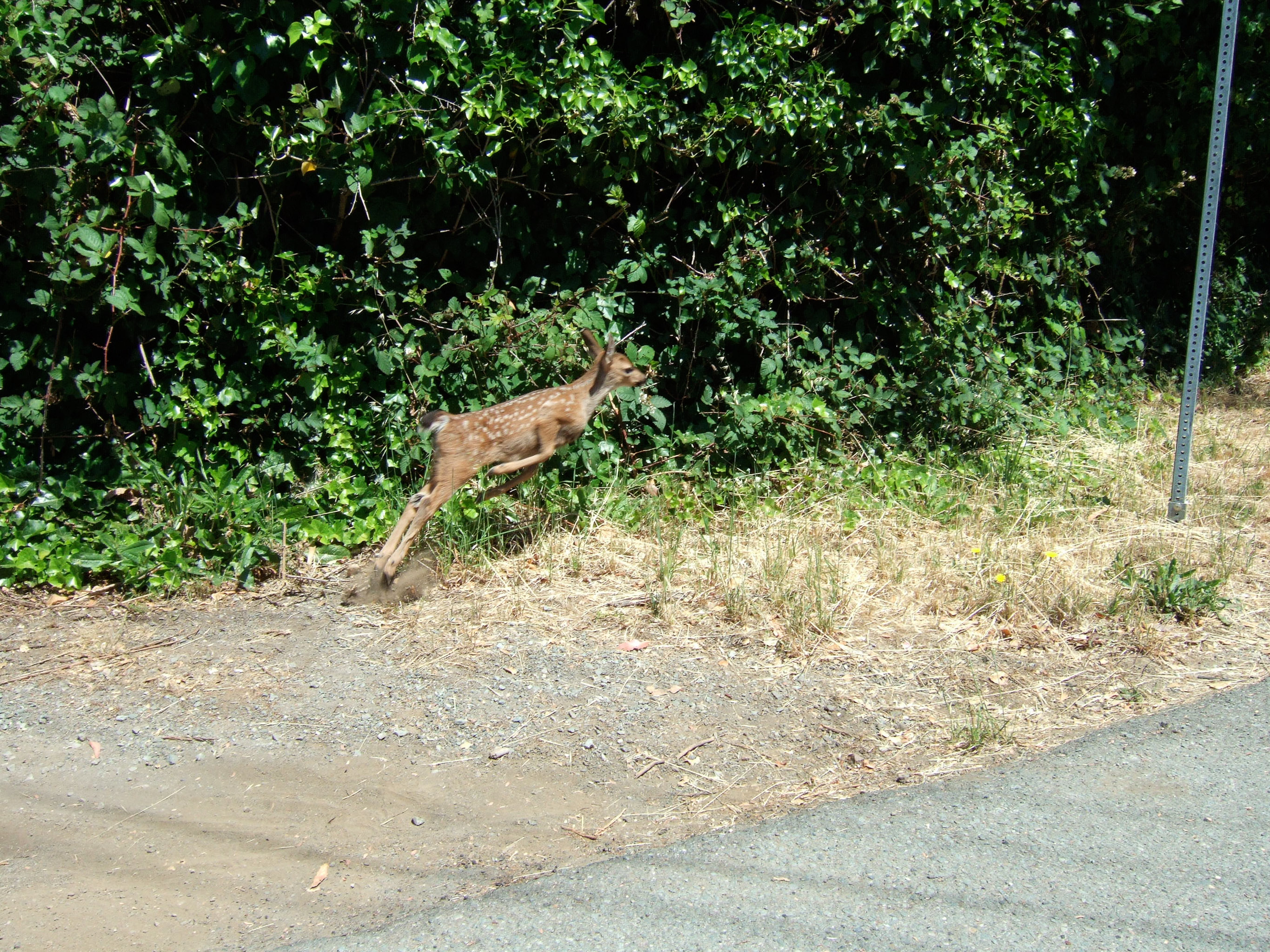 20100626-wildlife133.jpg