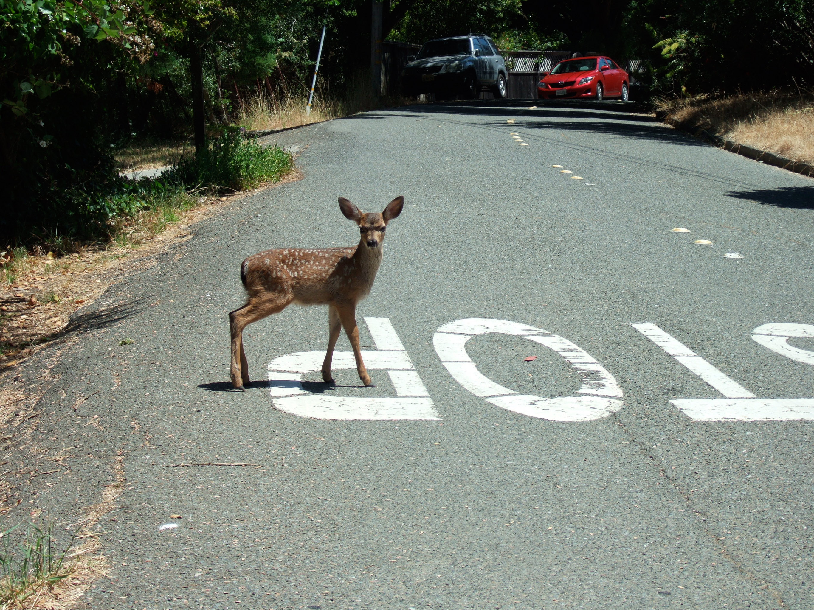 20100626-wildlife134.jpg