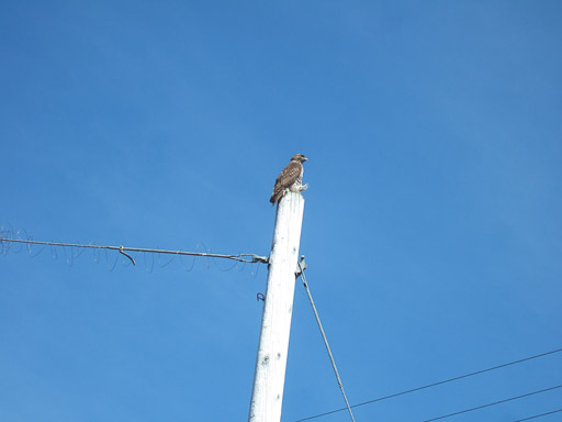 20111012-wildlife194.jpg