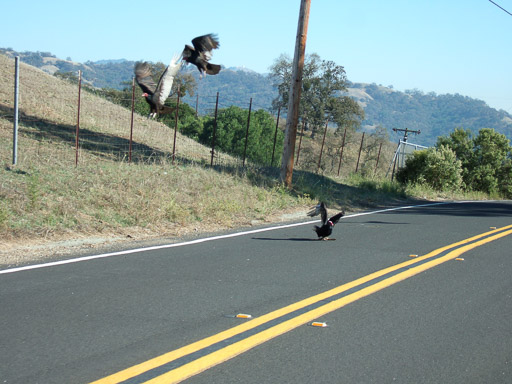 Wildlife Wildlife